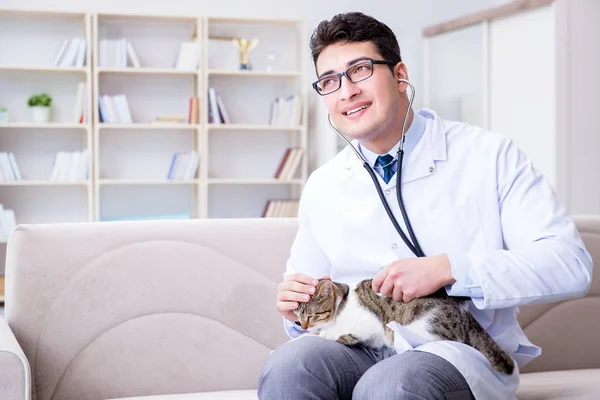 Cat visitando veterinário para check-up regular — Fotografia de Stock