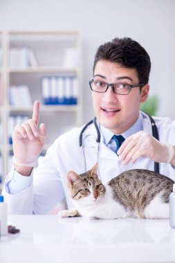 Kedi muayenesi için veteriner.