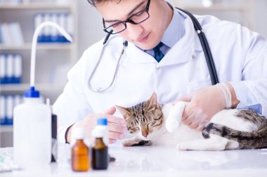 Kedi muayenesi için veteriner.