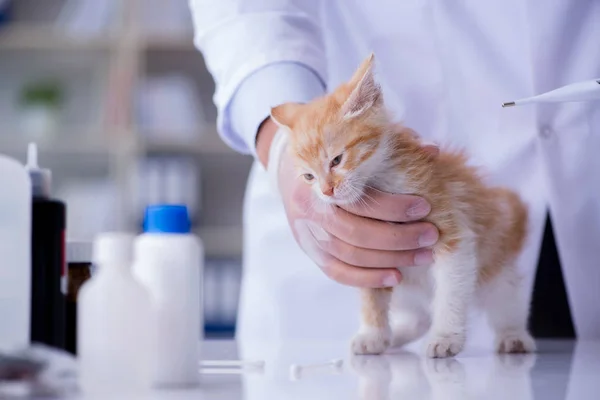 Cat visiting vet για τακτικό έλεγχο — Φωτογραφία Αρχείου