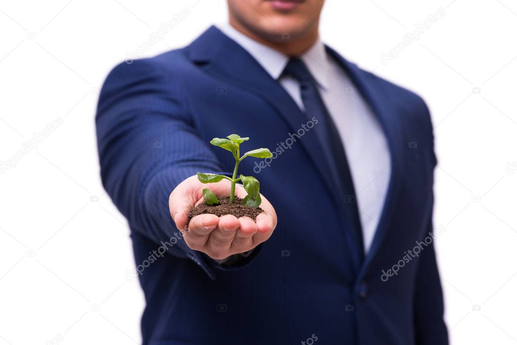 Businessman holding green sprouts isolated on white
