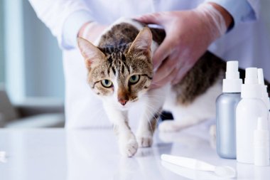 Kedi muayenesi için veteriner.