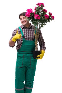 Genç bahçıvan beyazı izole etmiş.