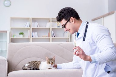 Kedi muayenesi için veteriner.