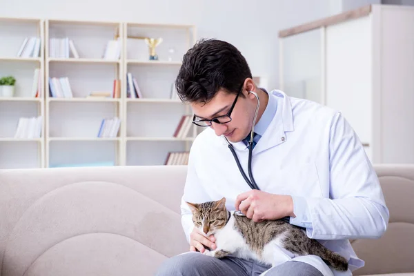 Kočičí návštěva veterináře pro pravidelné kontroly — Stock fotografie