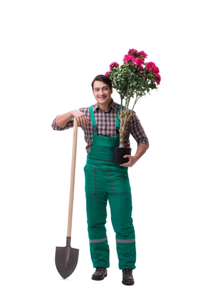 Jeune homme jardinier isolé sur blanc — Photo