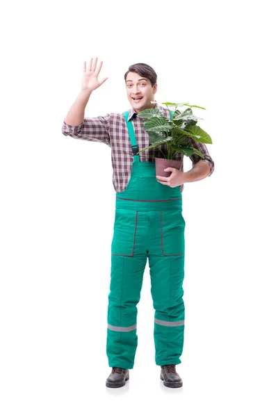 Ung man trädgårdsmästare isolerad på vitt — Stockfoto