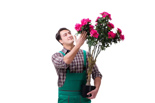 Jongeman tuinman geïsoleerd op wit — Stockfoto