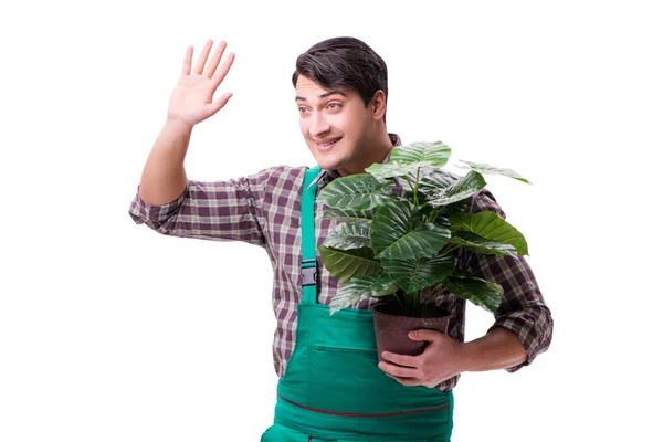 Hombre joven jardinero aislado en blanco — Foto de Stock