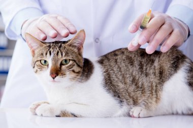 Kedi muayenesi için veteriner.