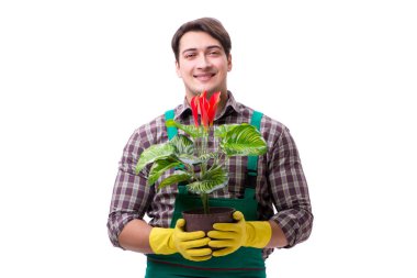 Genç bahçıvan beyazı izole etmiş.