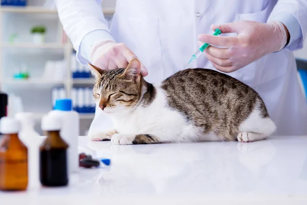 猫訪問獣医のために定期的なチェックアップ — ストック写真