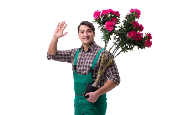 Hombre joven jardinero aislado en blanco — Foto de Stock