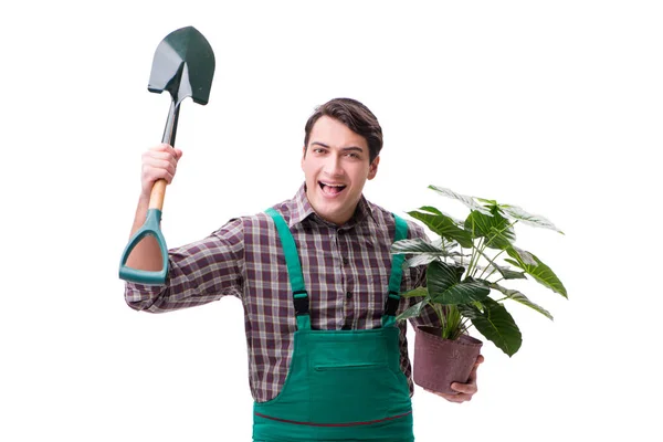 Hombre joven jardinero aislado en blanco — Foto de Stock