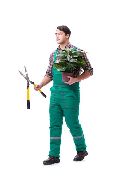 Hombre joven jardinero aislado en blanco —  Fotos de Stock