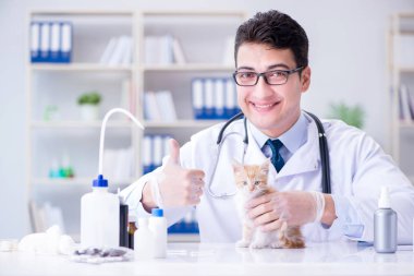 Kedi muayenesi için veteriner.