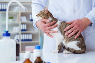 Kedi muayenesi için veteriner.