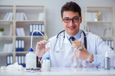 Kedi muayenesi için veteriner.