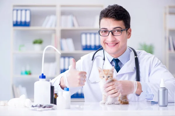 Cat visiting vet για τακτικό έλεγχο — Φωτογραφία Αρχείου