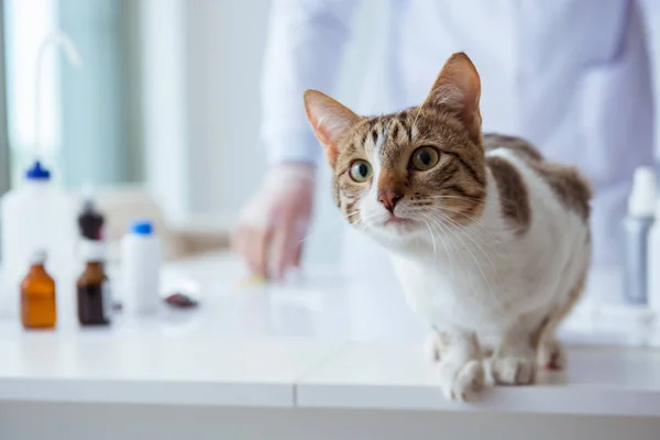 Cat visiting vet for regular checkup