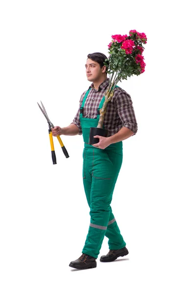 Hombre joven jardinero aislado en blanco —  Fotos de Stock