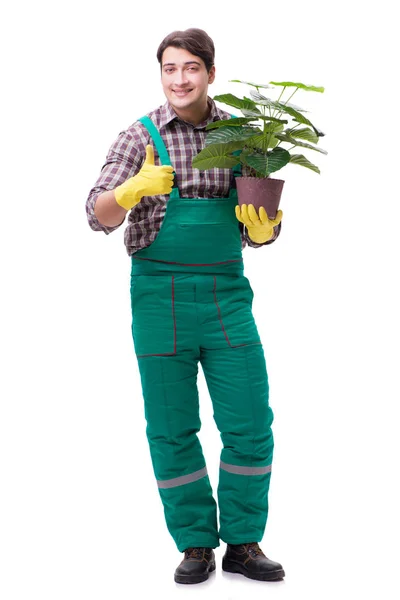 Hombre joven jardinero aislado en blanco —  Fotos de Stock