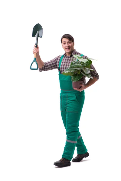 Hombre joven jardinero aislado en blanco — Foto de Stock