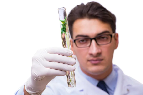 Scientist with green seedling in glass isolated on white — Stock Photo, Image