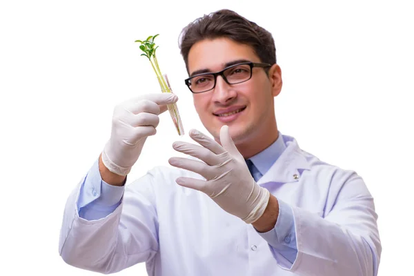 Forskare med grön planta i glas isolerad på vitt — Stockfoto