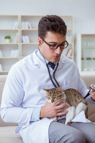 Katt besöker veterinär för regelbunden kontroll — Stockfoto