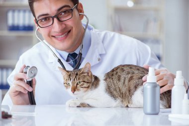 Kedi muayenesi için veteriner.