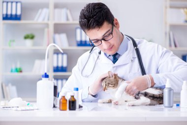 Kedi muayenesi için veteriner.