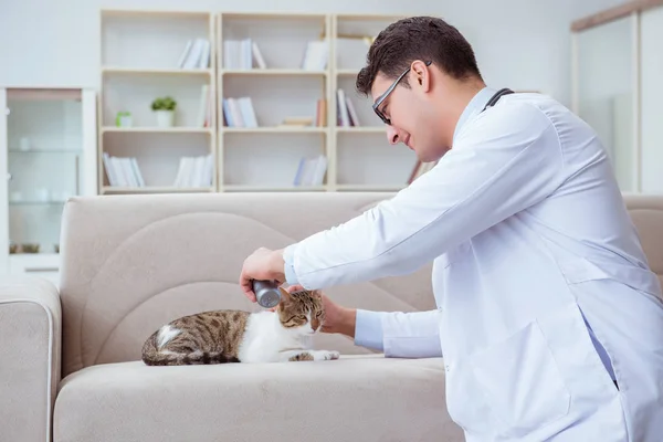 Kočičí návštěva veterináře pro pravidelnou kontrolu — Stock fotografie