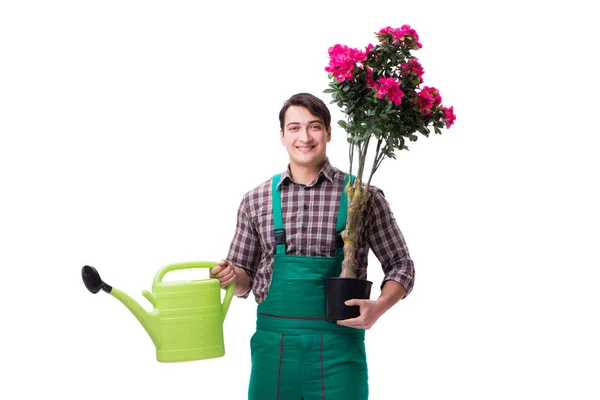 Hombre joven jardinero aislado en blanco — Foto de Stock