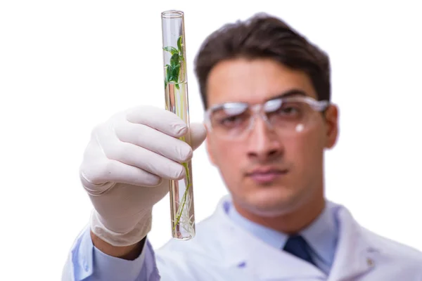Científico con plántulas verdes en vidrio aislado en blanco —  Fotos de Stock