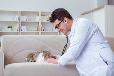 Kedi muayenesi için veteriner.