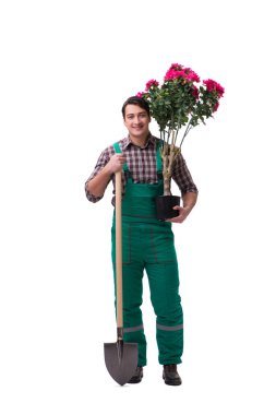 Genç bahçıvan beyazı izole etmiş.