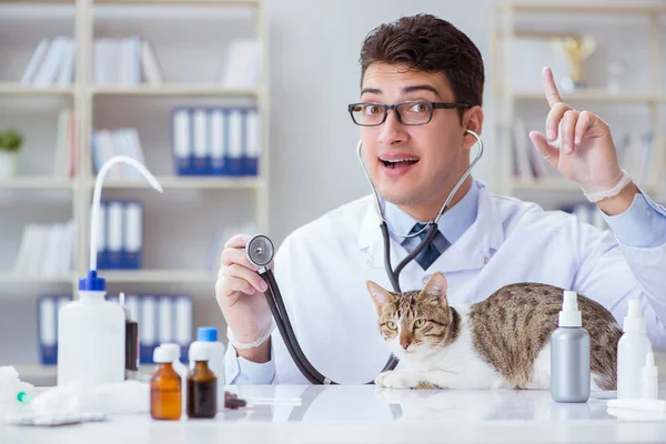 Kot odwiedzający weterynarza w celu regularnej kontroli — Zdjęcie stockowe
