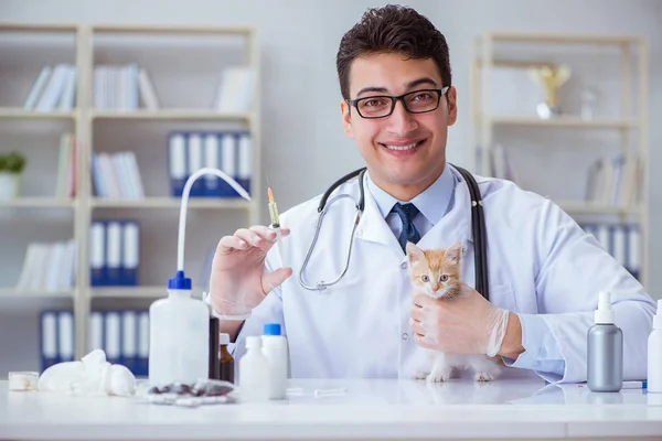 Cat επίσκεψη κτηνίατρο για τακτικές εξετάσεις — Φωτογραφία Αρχείου