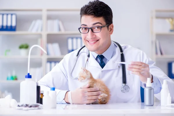 Cat visiting vet για τακτικό έλεγχο — Φωτογραφία Αρχείου