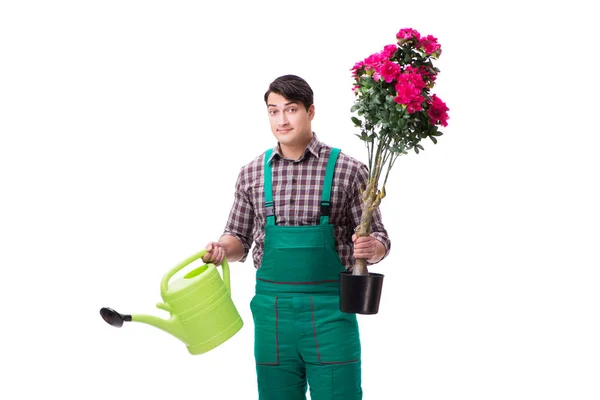 Ung man trädgårdsmästare isolerad på vitt — Stockfoto