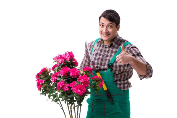 Hombre joven jardinero aislado en blanco —  Fotos de Stock