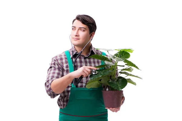 Mladý muž zahradník izolovaný na bílém — Stock fotografie