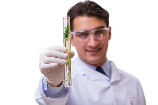 Scientist with green seedling in glass isolated on white — Stock Photo, Image