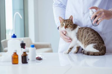 Kedi muayenesi için veteriner.