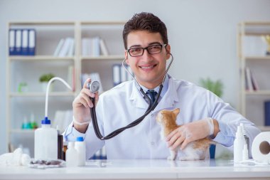 Kedi muayenesi için veteriner.