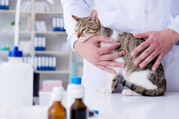 Katze besucht Tierarzt zur regelmäßigen Kontrolle — Stockfoto