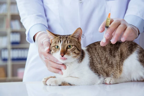 Cat visitando veterinário para check-up regular — Fotografia de Stock