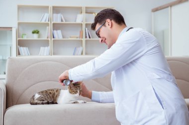 Kedi muayenesi için veteriner.