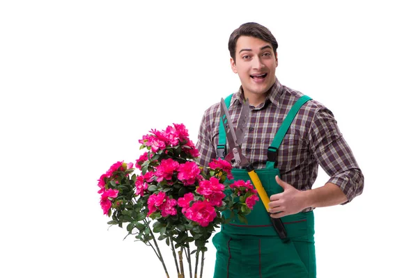 Genç bahçıvan beyazı izole etmiş.